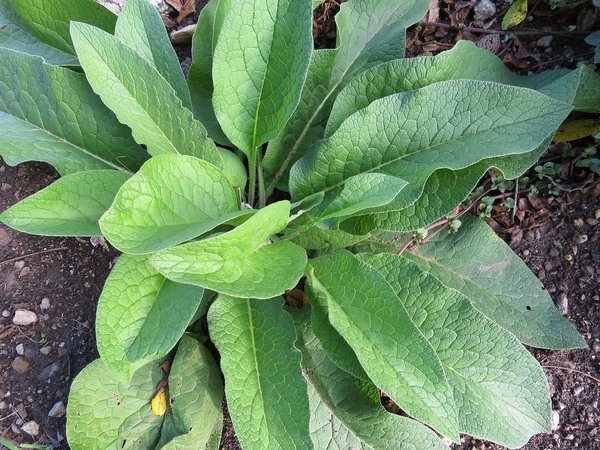 Quels sont les bienfaits du jardinage thérapeutique pour la santé mentale des femmes?